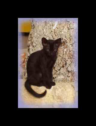 meaning of black