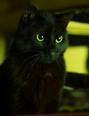 Black cat