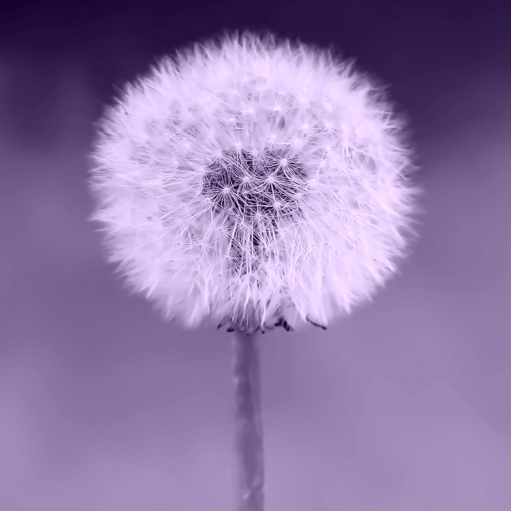 Custom Spell to attract your desires. Custom Spells that work with the Law of Attraction & the Power of Magic cast by White Witch Alizon Psychic. How to make your dreams come true.