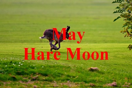 hare-moon.jpg