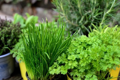 Garden full of herbs