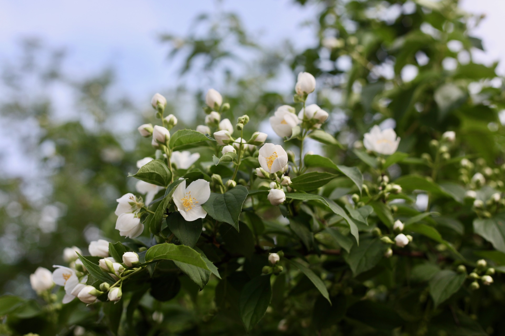 Jasmin Flowers