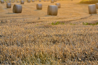 Hay bales in a field