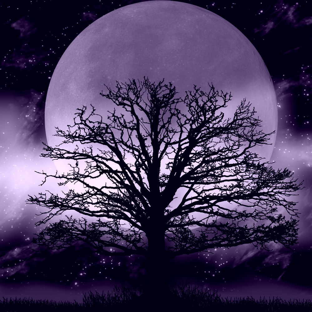 Leafless tree silhouetted by enormous moon in background