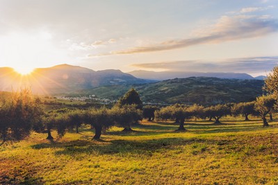 olive trees