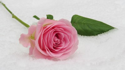 A pink rose