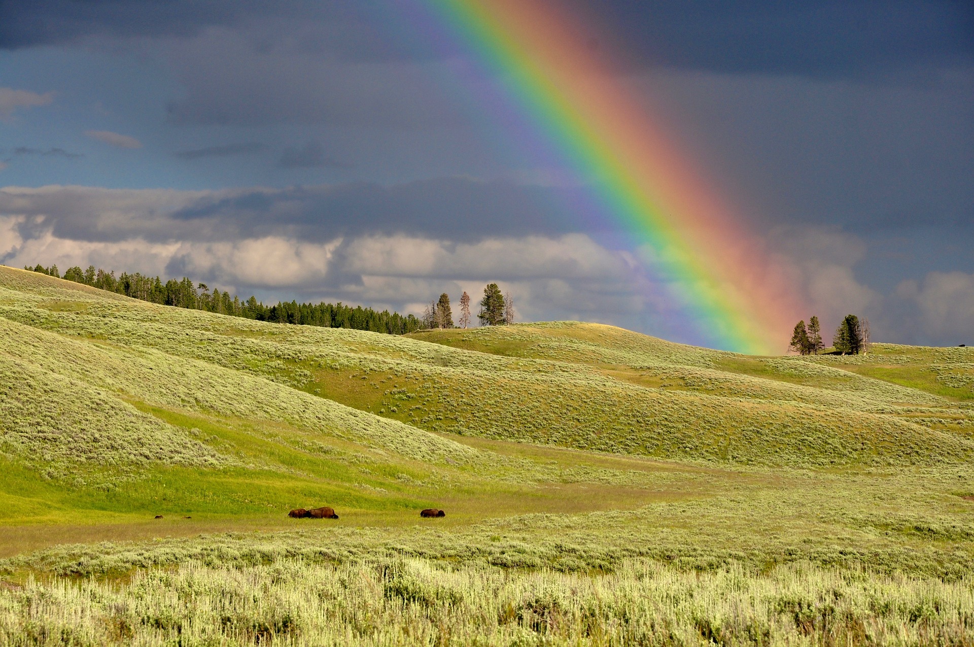 Rainbow over a field