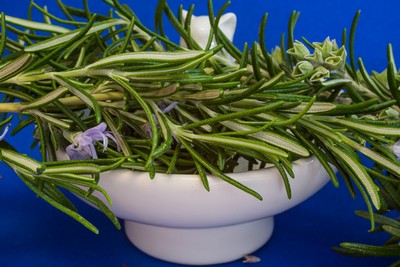 the herb rosemary