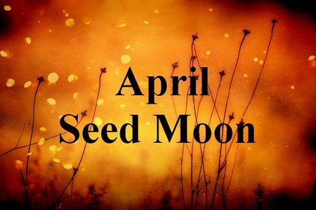 seed-moon.jpg