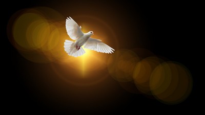 A dove surrounded by light