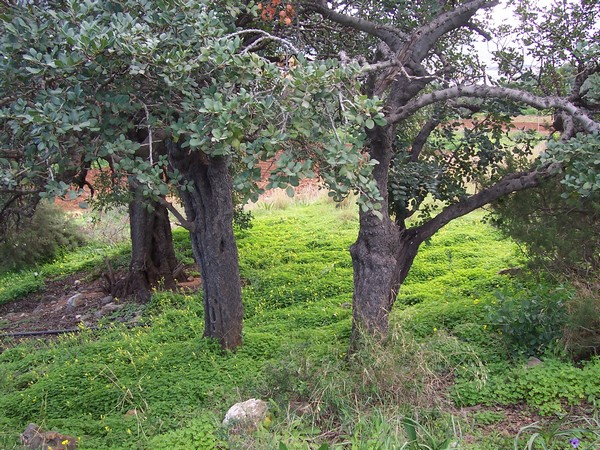 olive trees