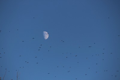 waning moon in blue sky waning moon in blue sky