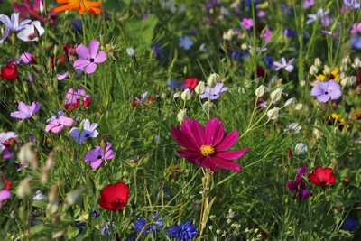 flower garden