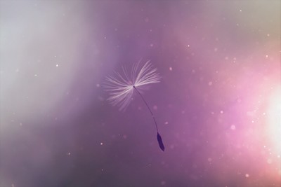 dandelion umbrella seed flying