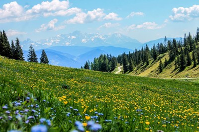 A photo-realistic image of a serene natural landscape, showcasing a vibrant meadow under a clear, blue sky. 