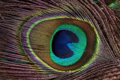 Peacock Feather